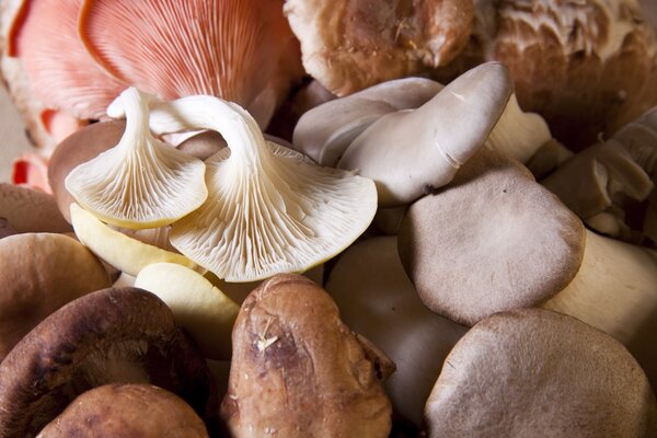 哺乳期能不能吃蘑菇